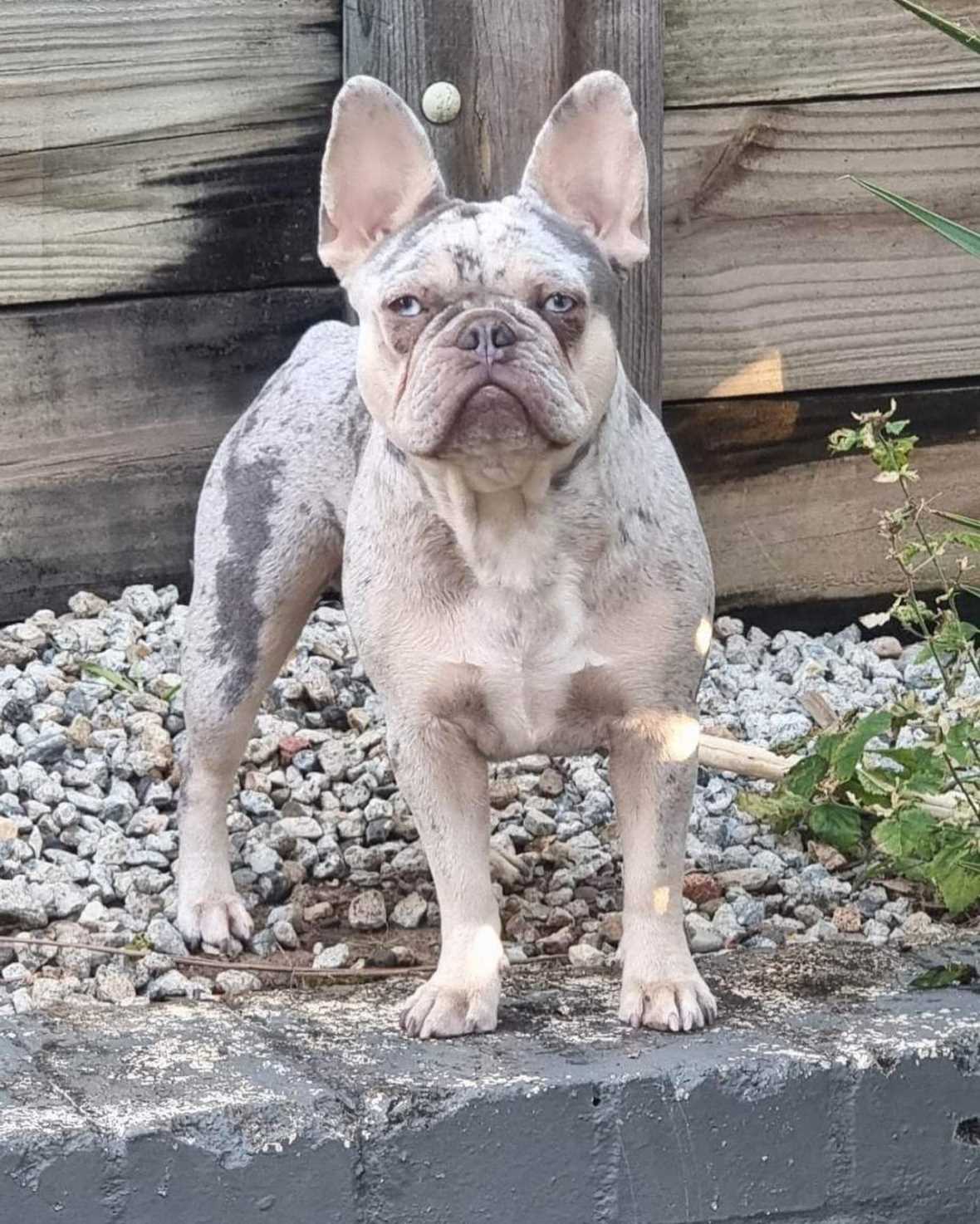 The Origin and Characteristics of Double Merle Lilac French Bulldogs