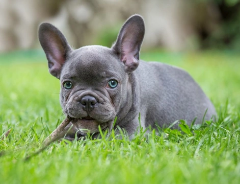 French Bulldog with Grey Blue Eyes