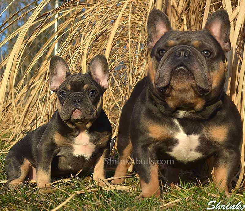 Training and Socialization of Full Grown Black and Tan French Bulldogs