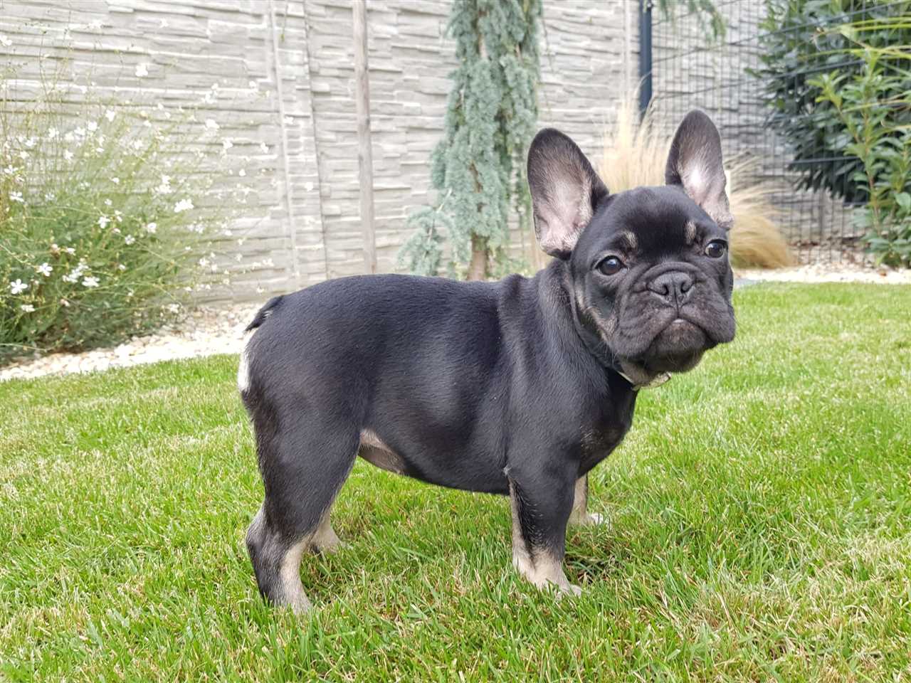 Care and Maintenance of Full Grown Black and Tan French Bulldogs