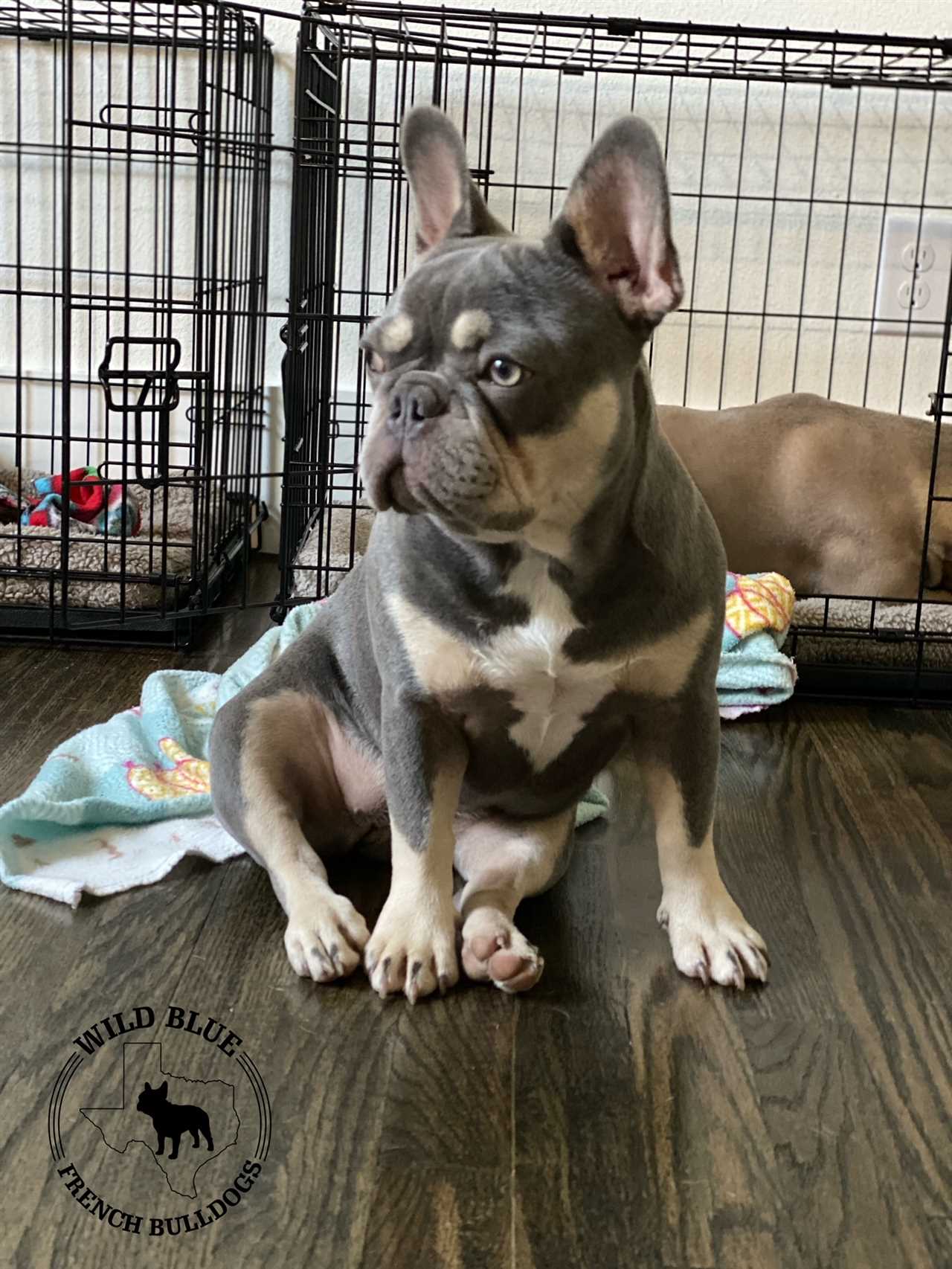 Full Grown Lilac and Tan French Bulldog A Comprehensive Guide