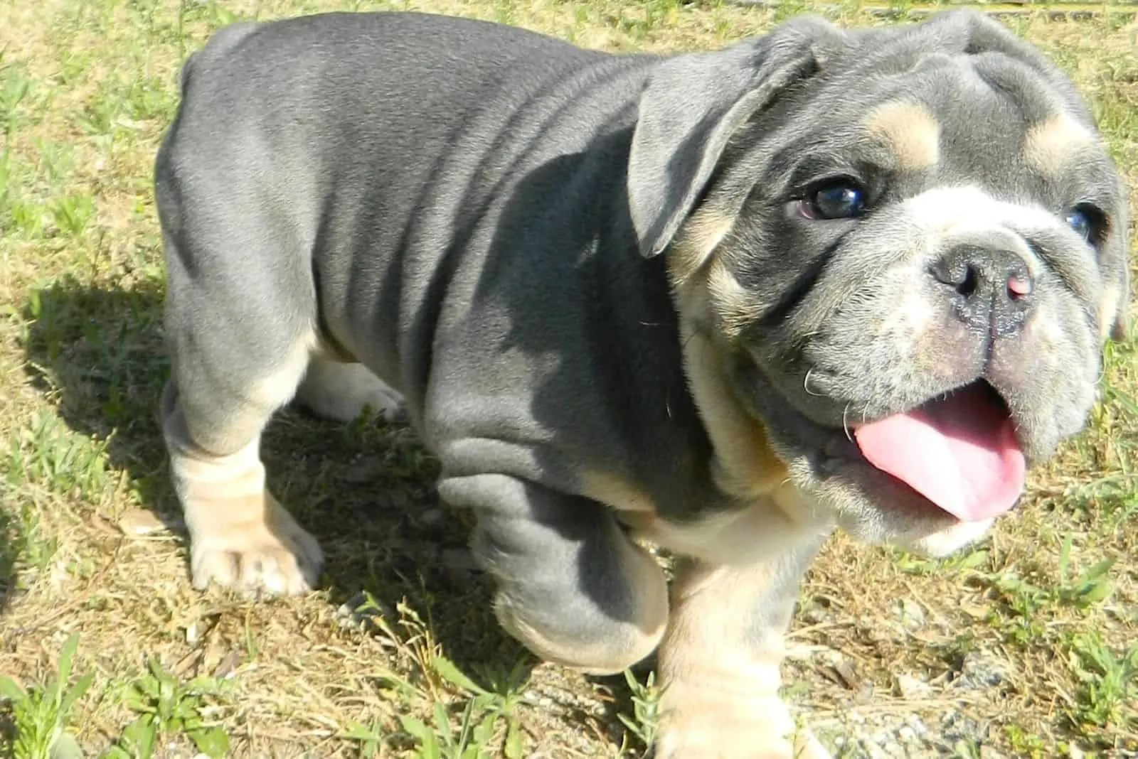 Merle Colored English Bulldogs An Enthusiast's Guide