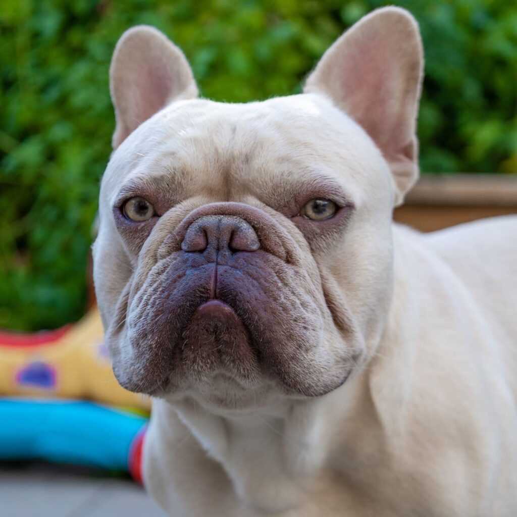 Platinum Lilac French Bulldog A Rare and Beautiful Canine Breed