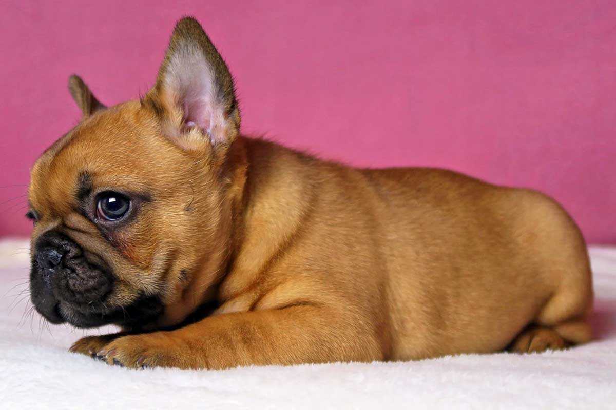 Red French Bulldog The Unique and Irresistible Breed