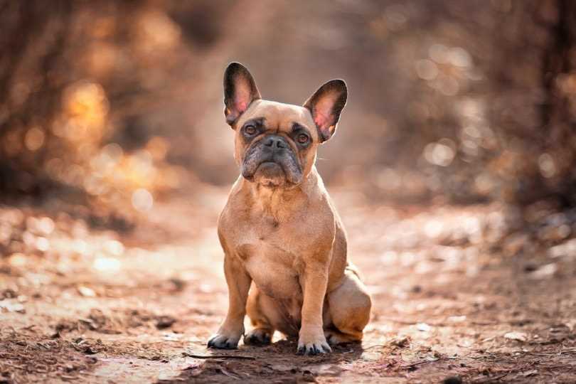 Physical Traits of the Sable Fawn French Bulldog