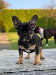 Tan French Bulldog Puppy The Perfect Companion for Dog Lovers