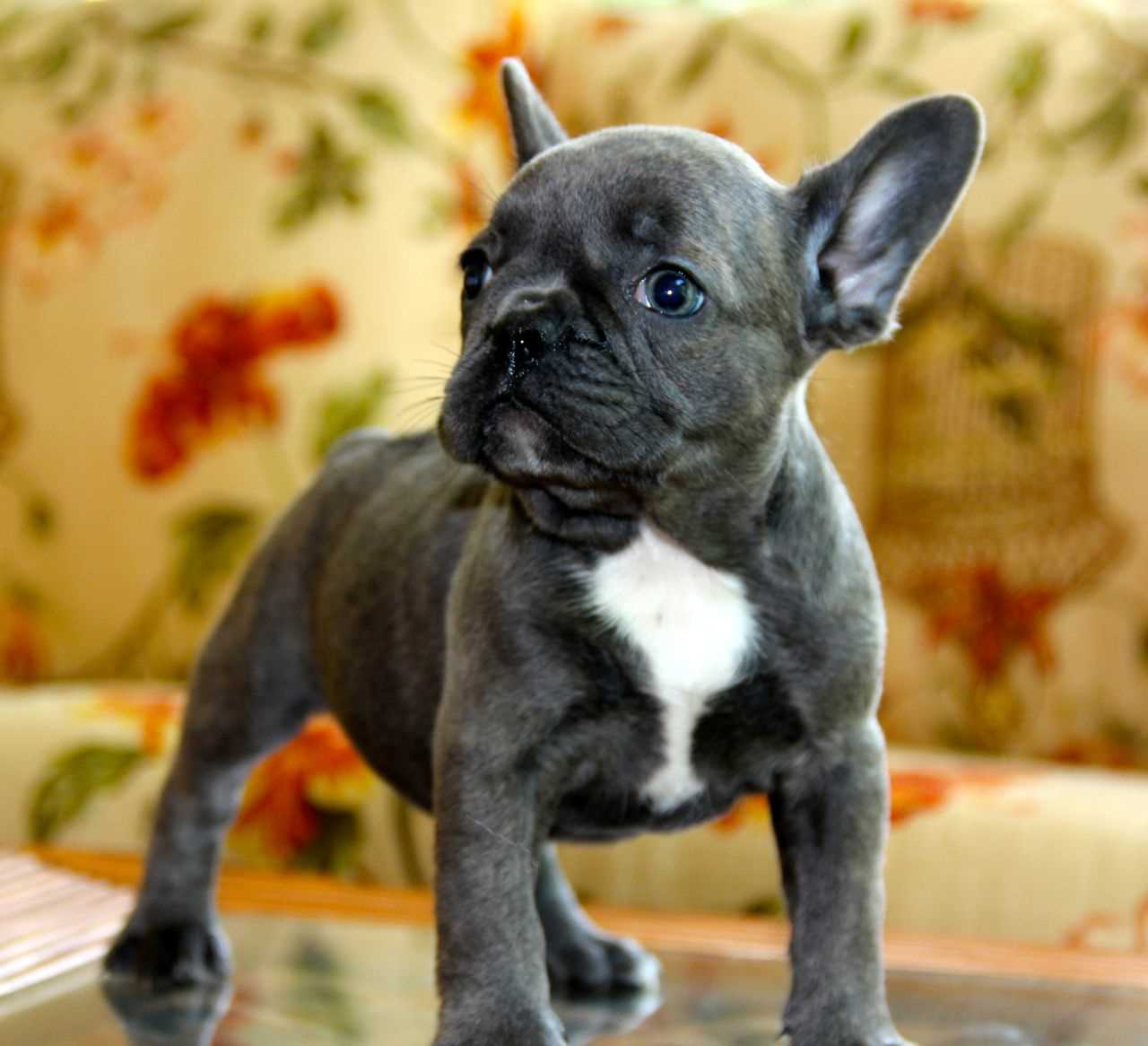 Living with a Blue Trindle French Bulldog