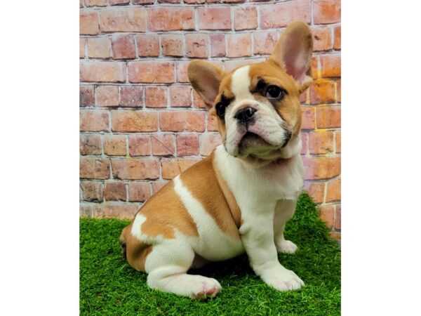 The Fascinating World of French Bulldog Cream Fawn
