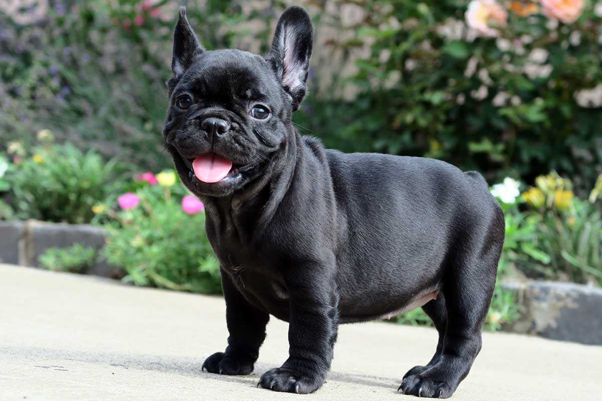 All About All Black French Bulldogs