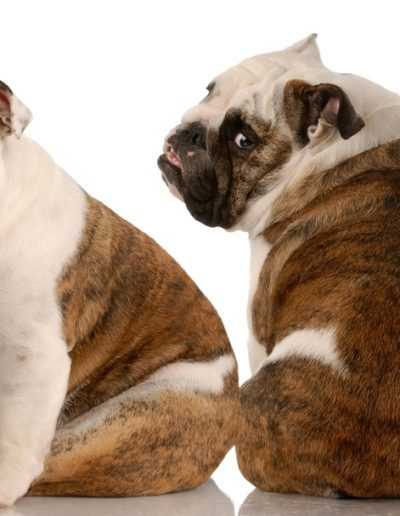 Black and Brown English Bulldogs A Comprehensive Guide