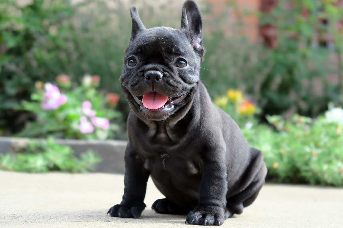 Black Bulldog A Unique and Lovable Companion