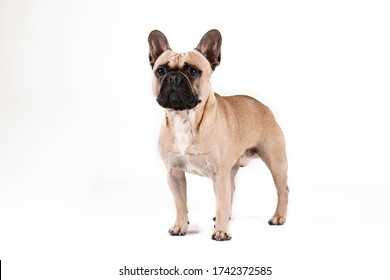 Black Masked Fawn French Bulldog A Unique and Adorable Breed