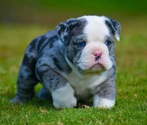 Why Blue English Bulldogs are Special