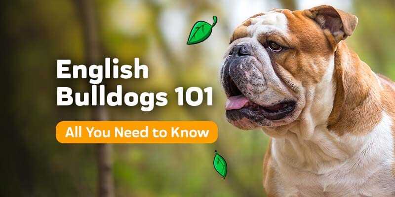 Blue English Bulldogs Everything You Need to Know