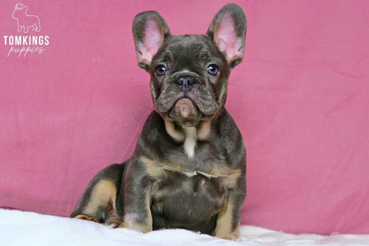 Blue Tan French Bulldog The Unique Coloration of an Iconic Breed