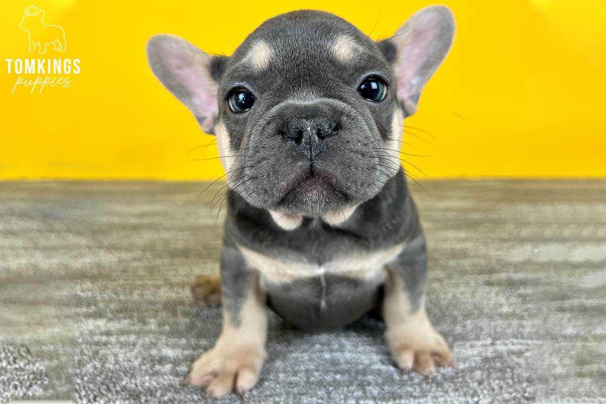 The French Bulldog: A Beloved Canine Companion