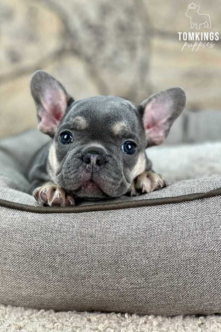 Caring for a Blue Tan French Bulldog