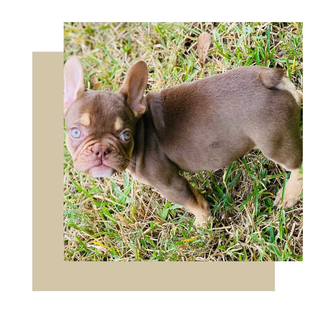 Caring for a Chocolate and Tan French Bulldog