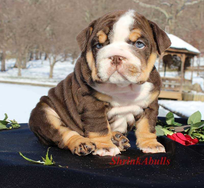 The Unique Appearance of the Chocolate English Bulldog
