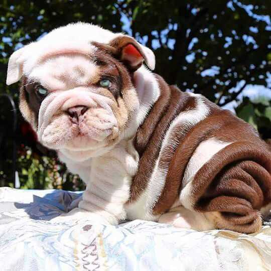 The Temperament and Personality of the Chocolate English Bulldog
