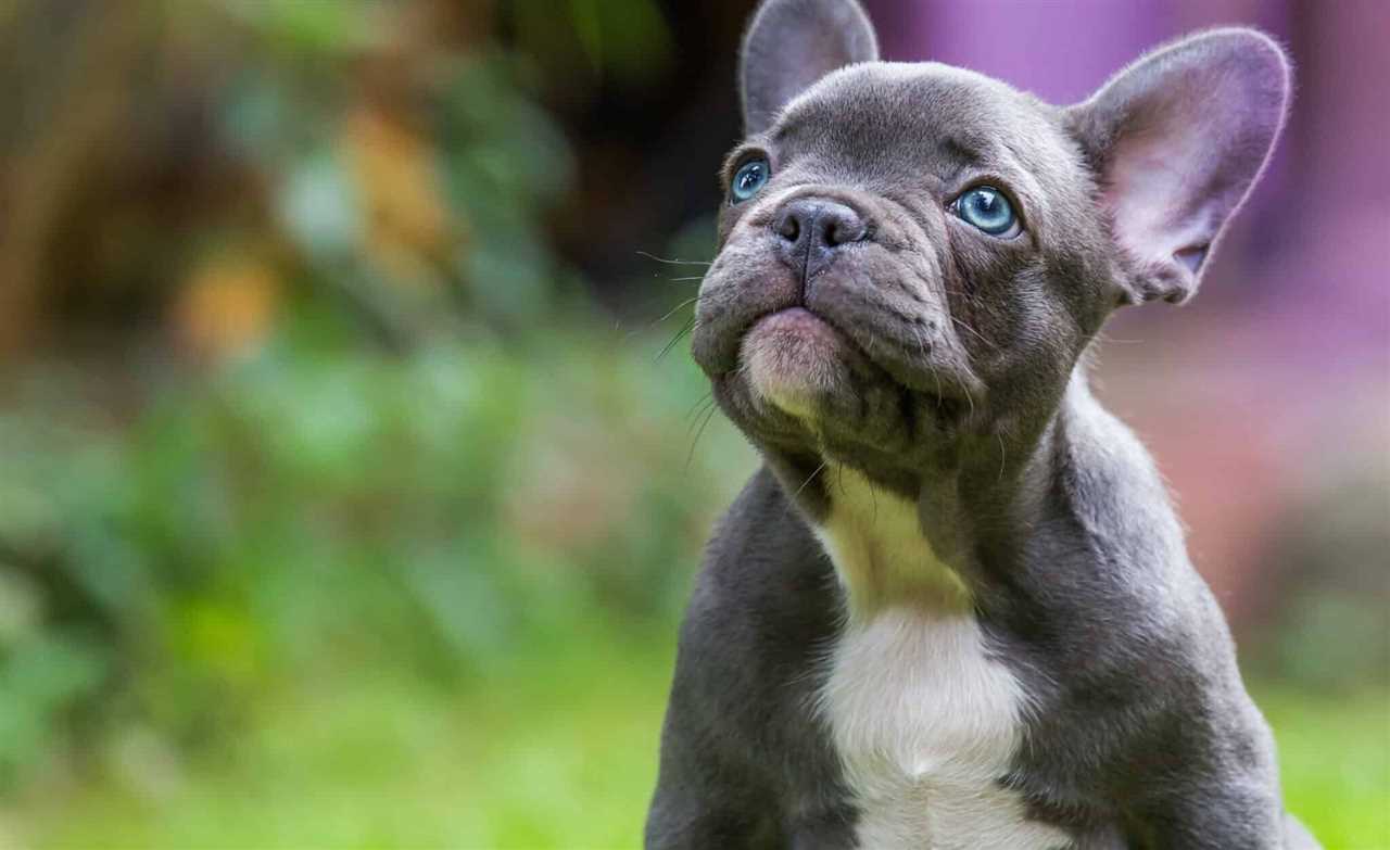 About the Grey French Bulldog