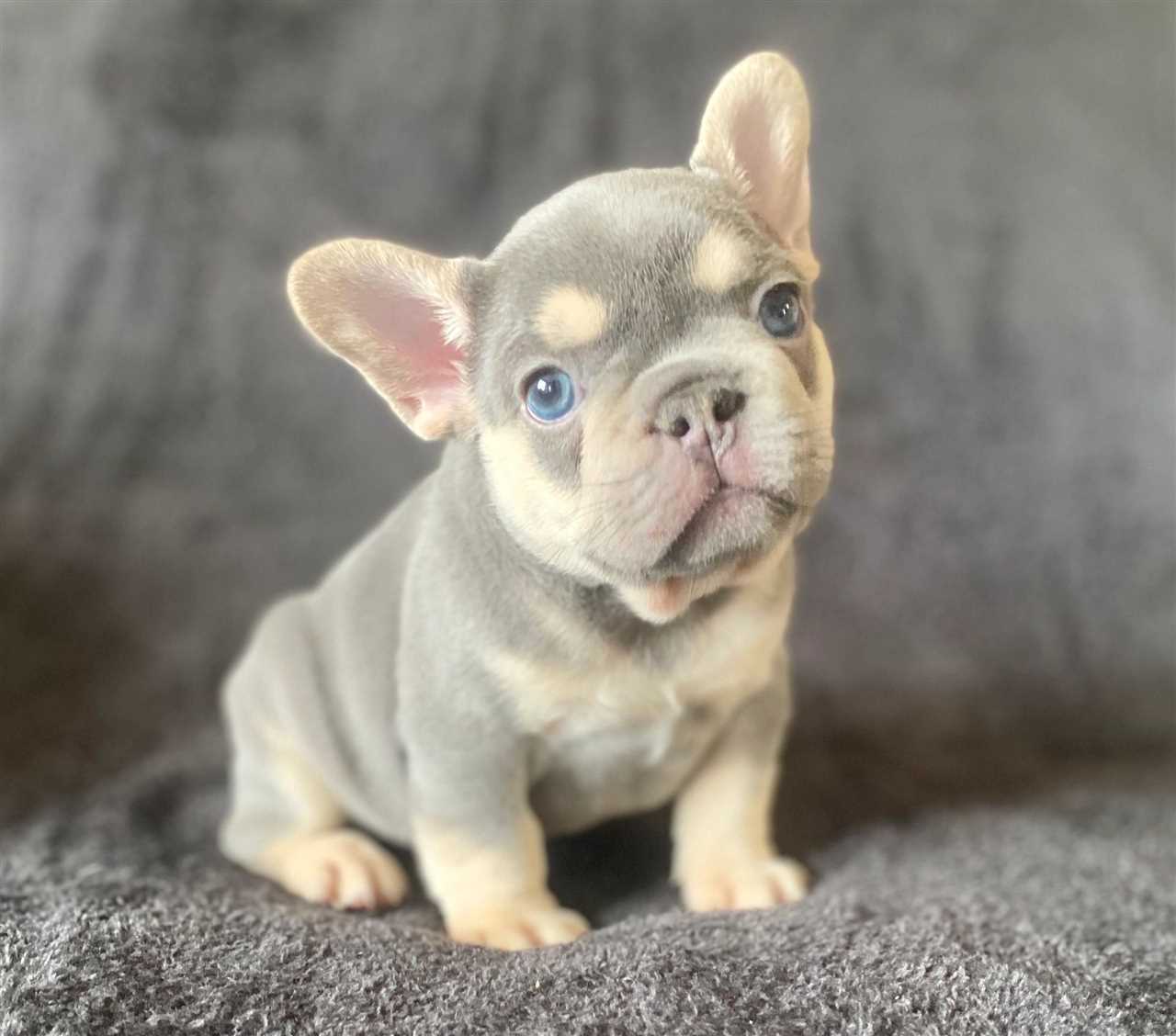 Caring for a Grey French Bulldog with Blue Eyes