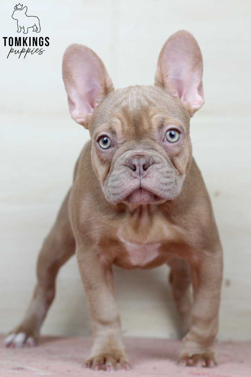 Merle Isabella French Bulldog A Rare and Unique Color Variation