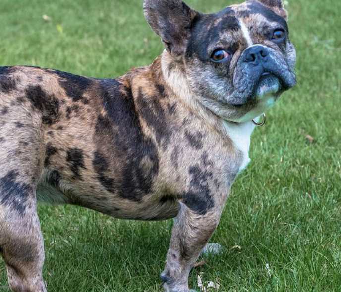 Eye Colors of Tri Merle French Bulldogs