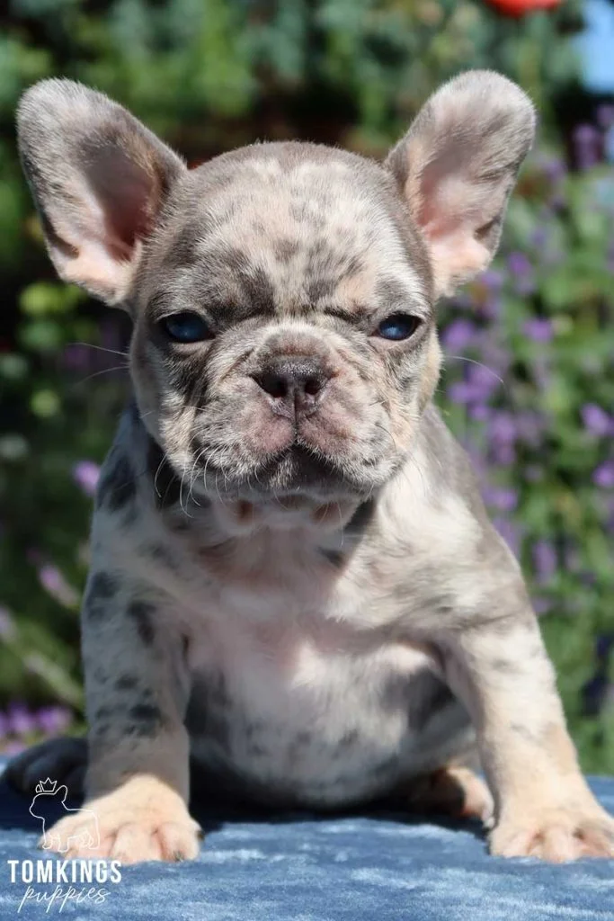 Overview of Tri Merle French Bulldogs