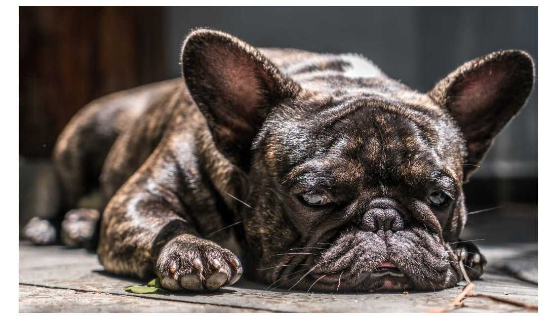Understanding the Red Fawn French Bulldogs: