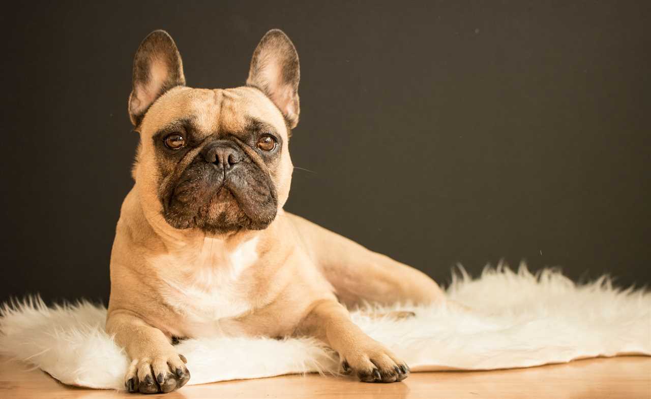 Finding a Reliable Red Fawn French Bulldog Breeder: