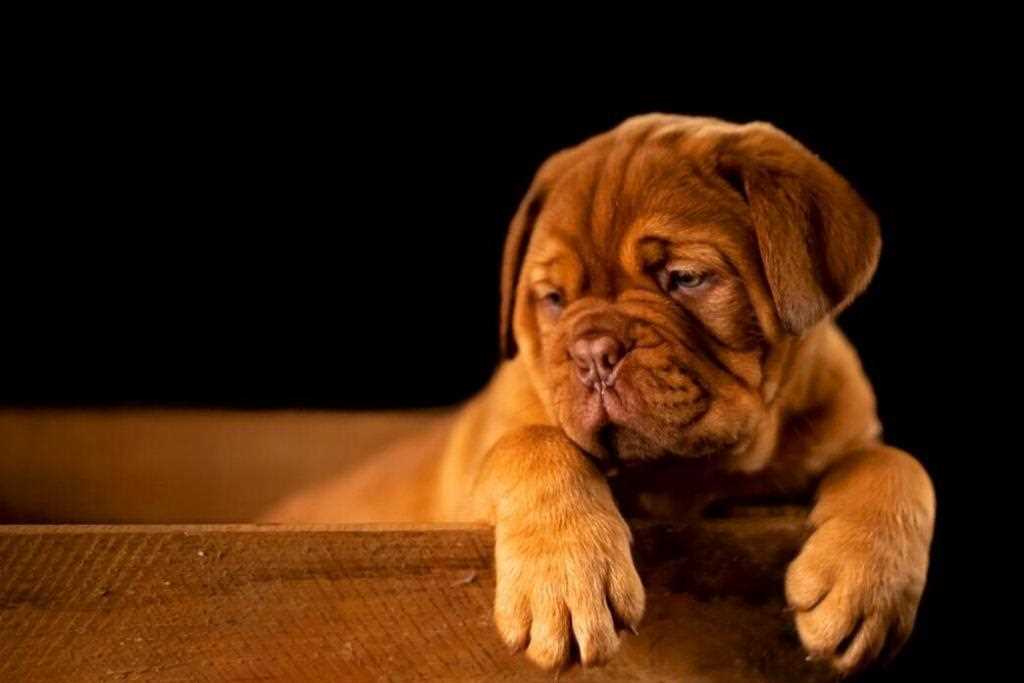 Training and Care for Your Bulldog and Golden Retriever Mix Puppy