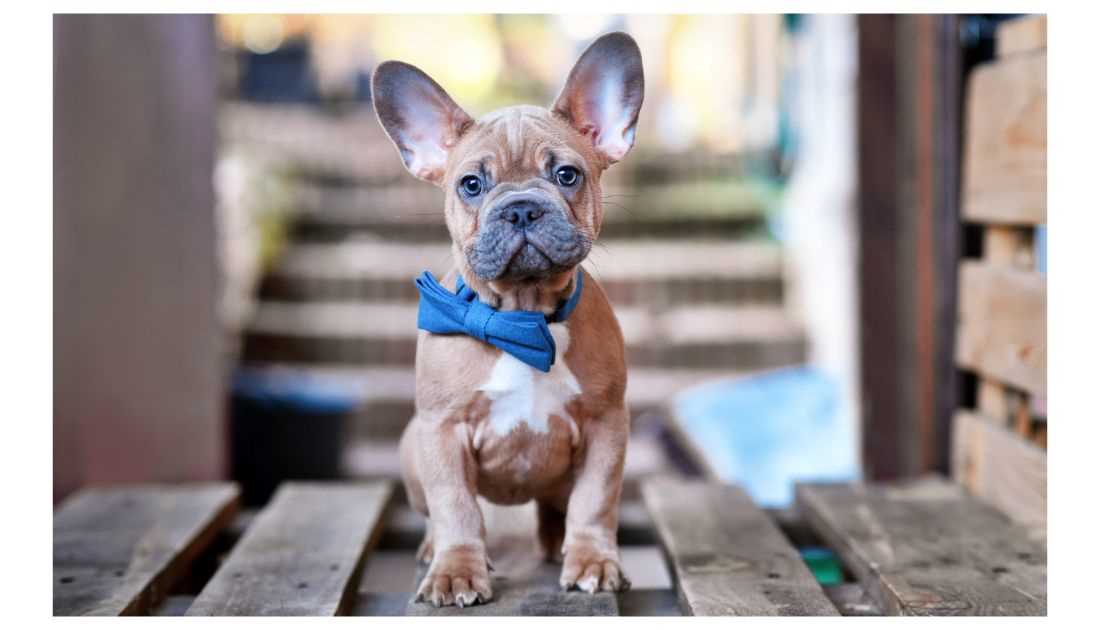 The Fascinating World of Pied French Bulldogs Unveiling the Secrets of Their Markings and Genetics
