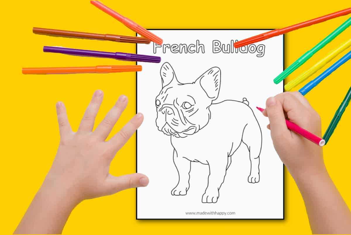Caring for a French Bulldog