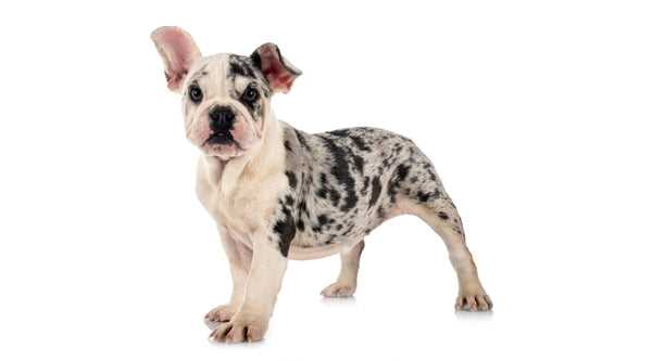 Are Merle French Bulldogs Recognized by Breed Standards?