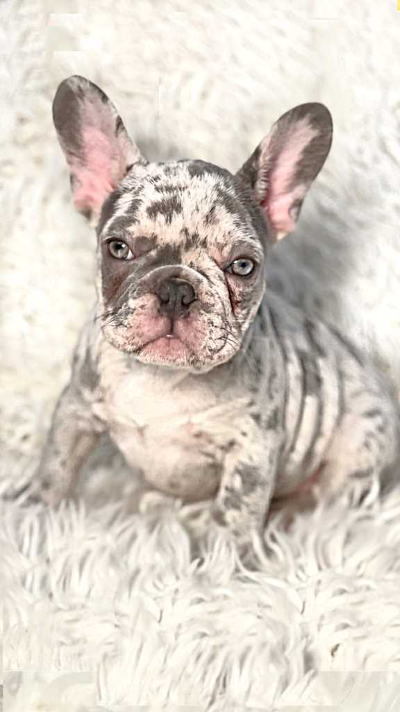 Health Issues Associated with Merle French Bulldogs