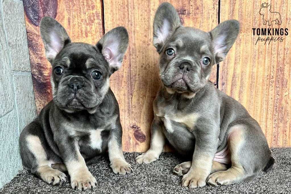 Treating Red Eye in French Bulldogs