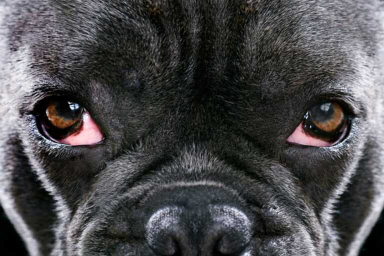 Article title French Bulldog Red Eye