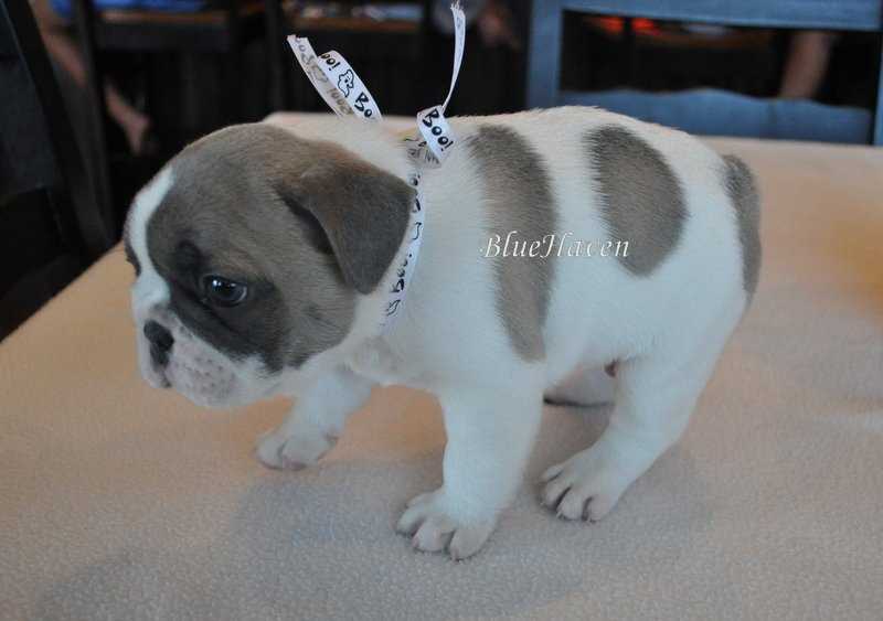Blue Fawn Pied French Bulldog A Unique and Beautiful Breed