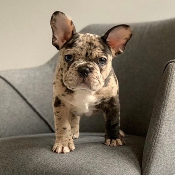 Brindle French Bulldog Puppies The Perfect Companion for Dog Lovers