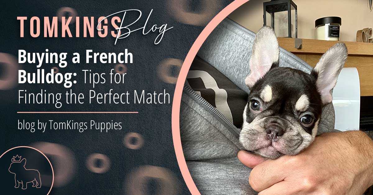 Caring for Brindle French Bulldog Puppies
