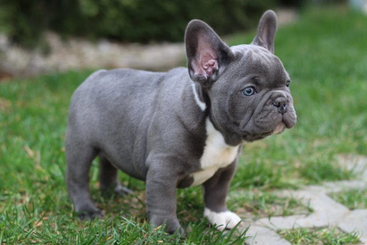 Characteristics of Blue French Bulldogs with Blue Eyes