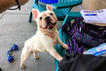 Colorado French Bulldog Rescue Saving and Finding Homes for Bulldogs in Need