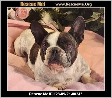 About Colorado French Bulldog Rescue