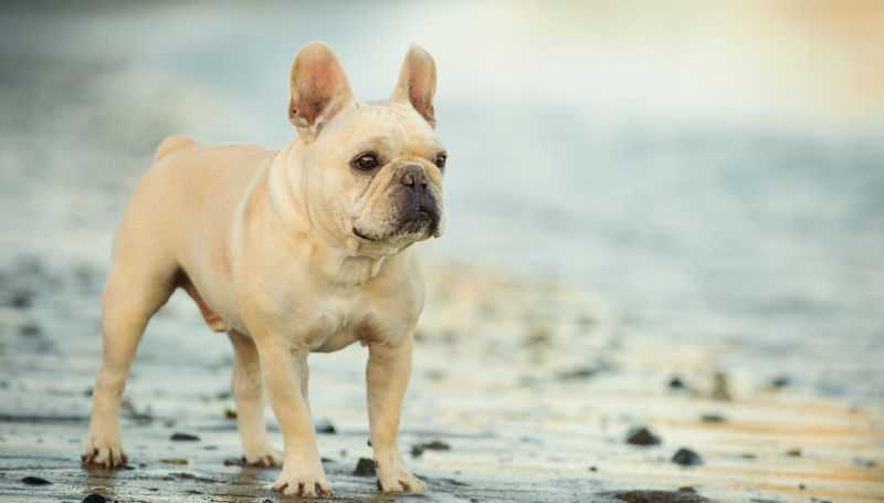 Detailed Guide to French Bulldog Coat Colors