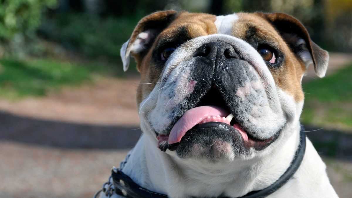 English Bulldog Triple Coat - The Ultimate Guide for Dog Lovers