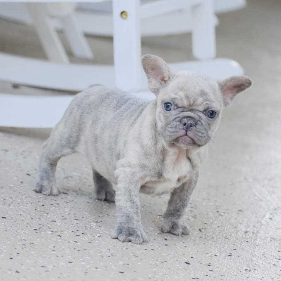 Everything You Need to Know about Grey and Tan French Bulldogs