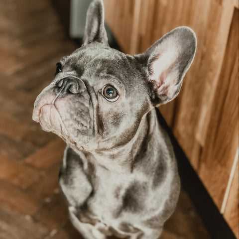 Finding a Grey and Tan French Bulldog Puppy