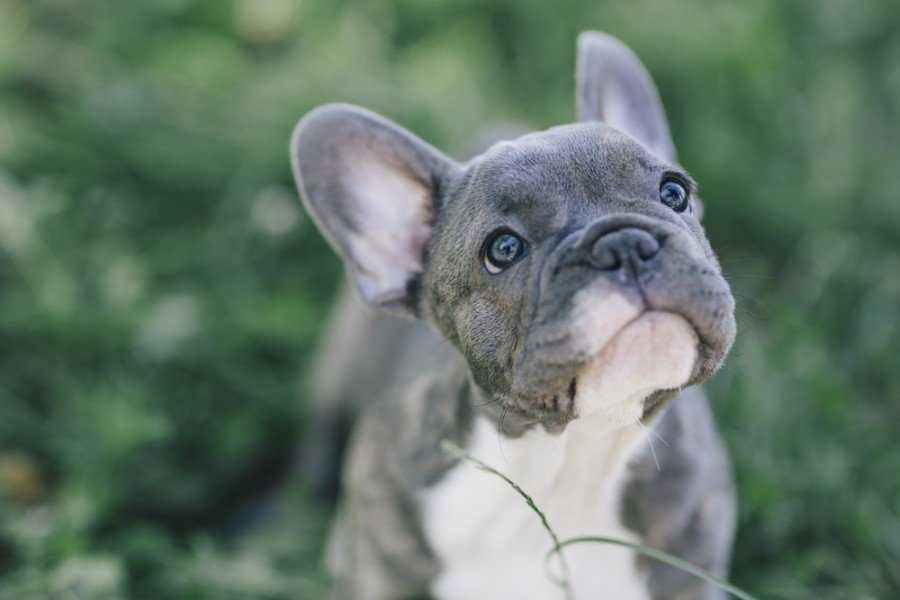 The Blue Color in French Bulldogs