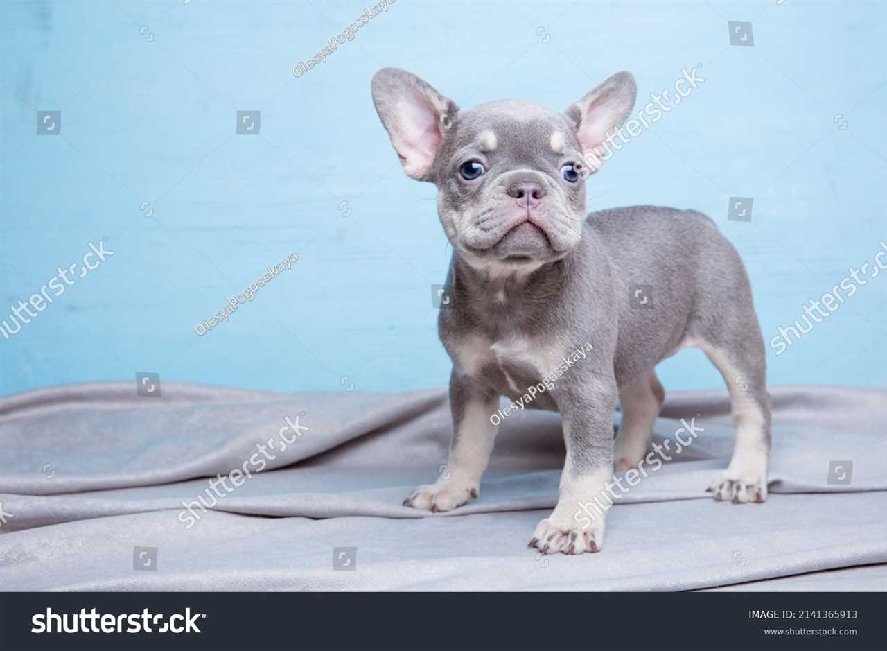 Health and Care for Blue French Bulldogs